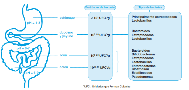 Imagen para artículo Que como nuestra microbiota